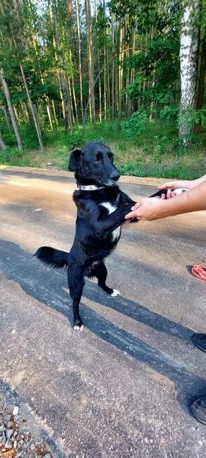 Do adopcji Hamlet, przytulas, senior, 19kg