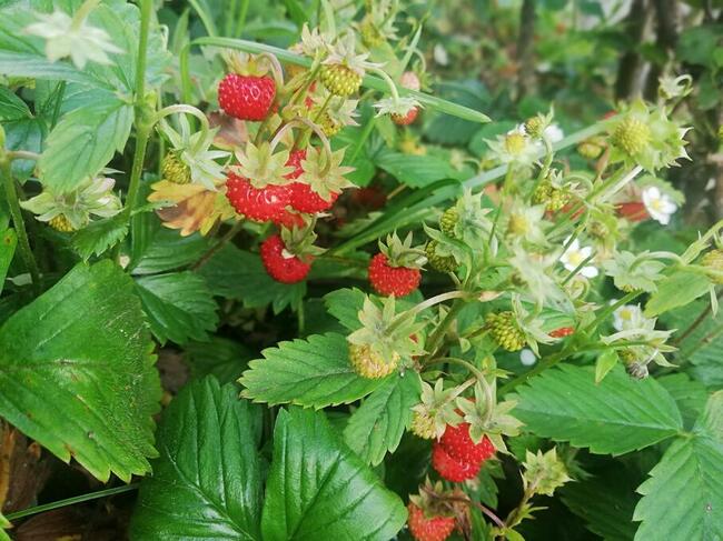 agroturystyka spytkowice~~zapraszamy !!!