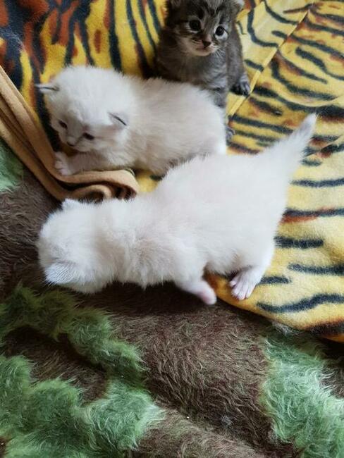 Kocięta syberyjskie