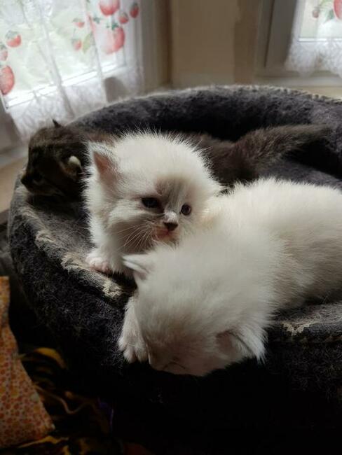 Kocięta syberyjskie