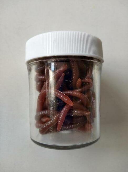 Sztuczne robaki biały czerwony ochotka