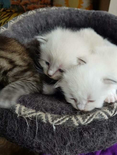 Kocięta syberyjskie