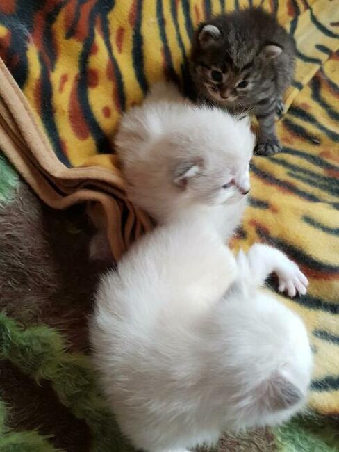 Kocięta syberyjskie