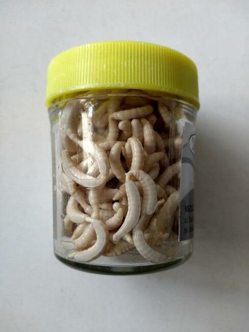 Sztuczne robaki biały czerwony ochotka