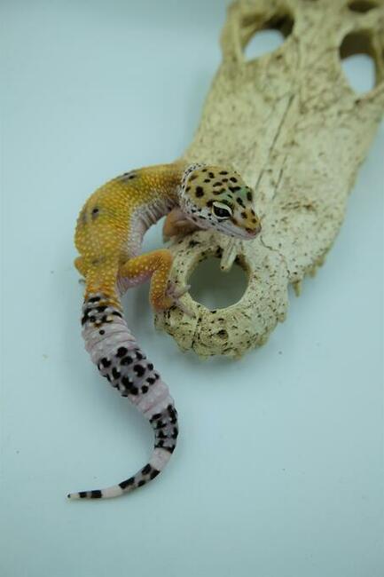 Gekon Lamparci Gekony jaszczurka Anolis Agama