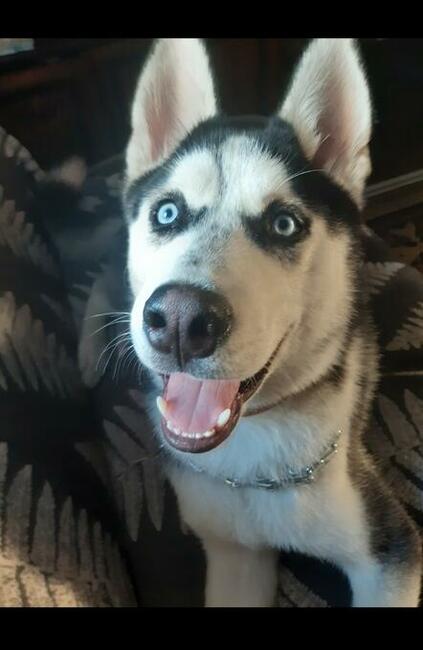 Monti - pies rasy Husky