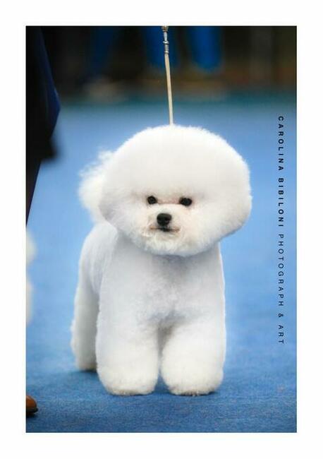 bichon frise szczenięta , hodowla FCI, ZKwP , z rodowodem