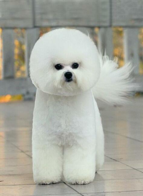 bichon frise szczenięta , hodowla FCI, ZKwP , z rodowodem