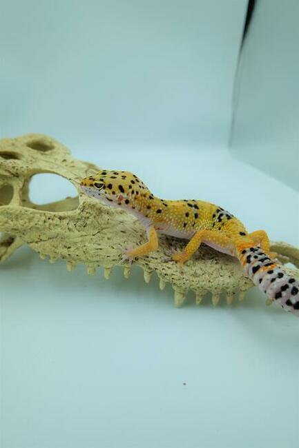 Gekon Lamparci jaszczurka na początek Agama