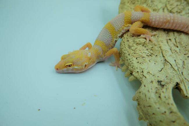 Gekon Lamparci Gekony jaszczurka Anolis Agama