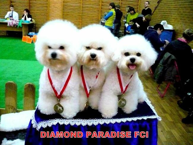 bichon frise szczenięta , hodowla FCI, ZKwP , z rodowodem
