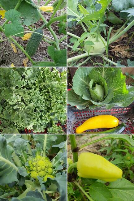 Warzywa ekonaturalne prosto z gospodarstwa ️730 450 496