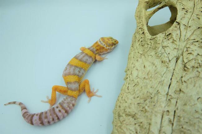 Gekon Lamparci Gekony jaszczurka Anolis Agama