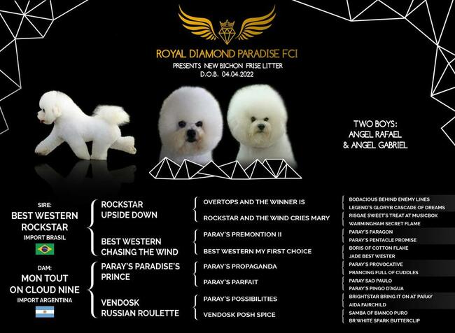 bichon frise szczenięta , hodowla FCI, ZKwP , z rodowodem