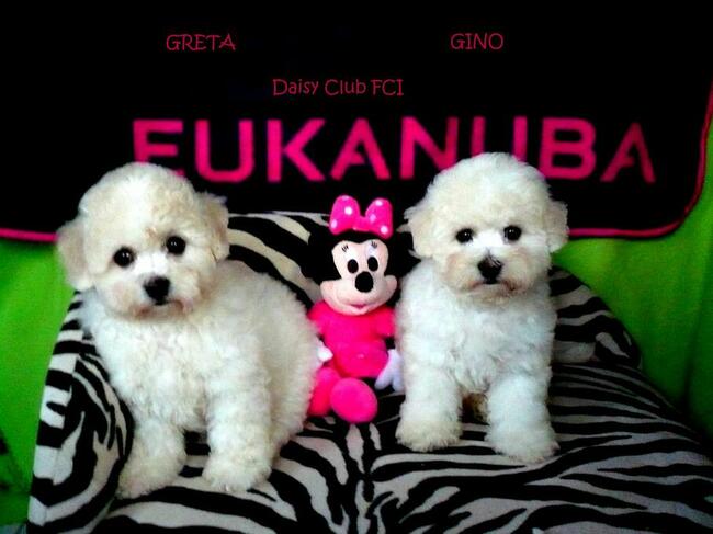 bichon frise szczenięta , hodowla FCI, ZKwP , z rodowodem