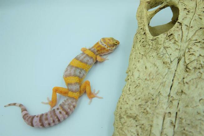 Gekon Lamparci - Jaszczurka dla początkujących agama zbożówk