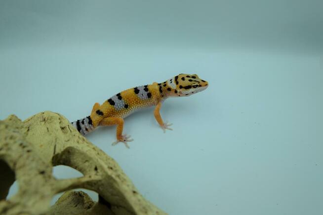 Gekon Lamparci - Jaszczurka dla początkujących agama zbożówk