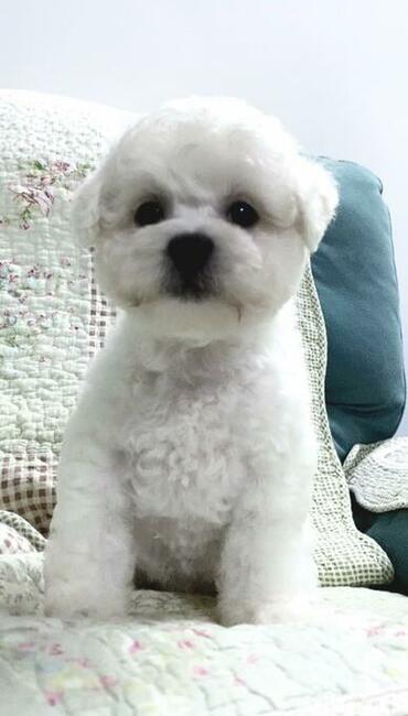 bichon frise szczenięta , hodowla FCI, ZKwP , z rodowodem