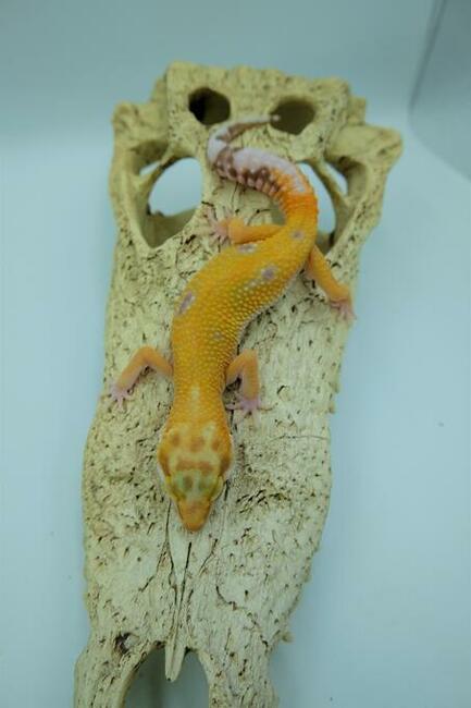 Gekon Lamparci Gekony jaszczurka Anolis Agama