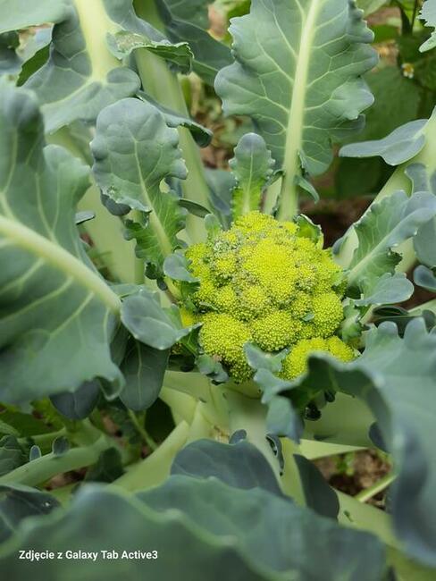 Warzywa ekonaturalne prosto z gospodarstwa ️730 450 496