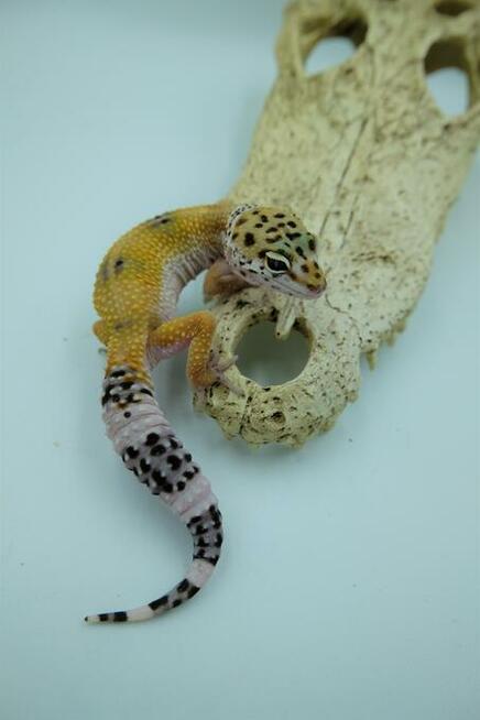 Gekon Lamparci - Jaszczurka dla początkujących agama zbożówk