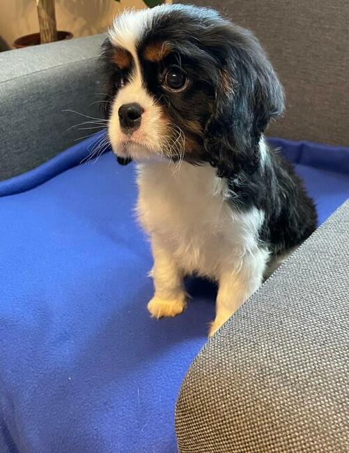 Cavalier suczka tricolor FCI