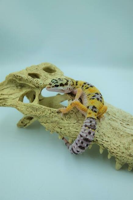 Gekon Lamparci - Jaszczurka dla początkujących agama zbożówk