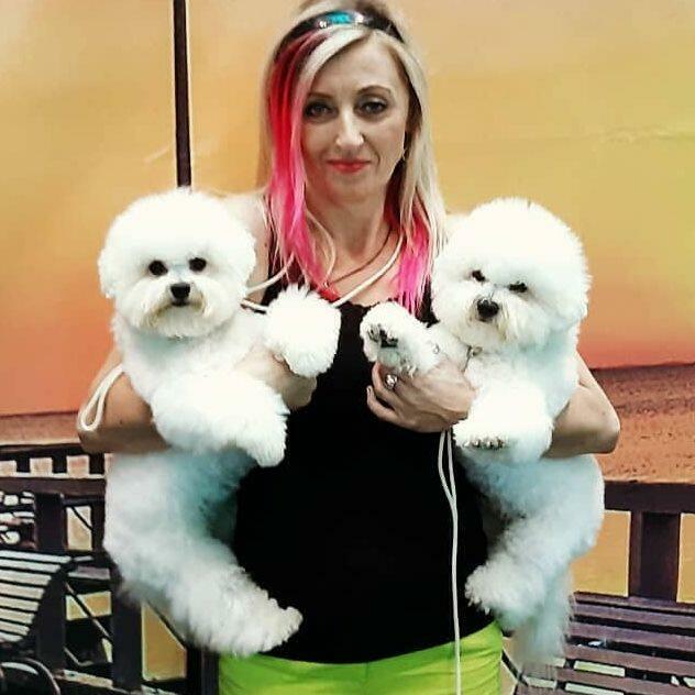 bichon frise szczenięta , hodowla FCI, ZKwP , z rodowodem