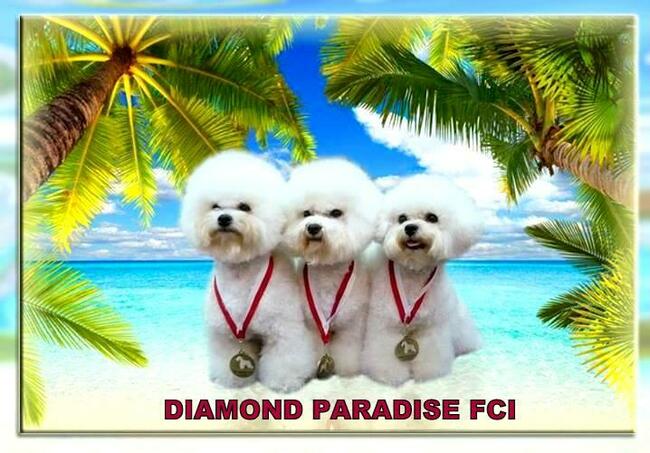 bichon frise szczenięta , hodowla FCI, ZKwP , z rodowodem