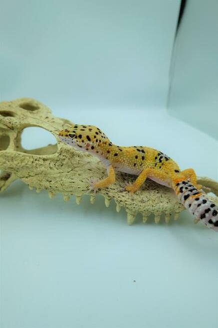 Gekon Lamparci - Jaszczurka dla początkujących agama zbożówk