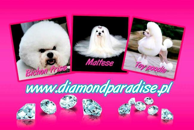 bichon frise szczenięta , hodowla FCI, ZKwP , z rodowodem