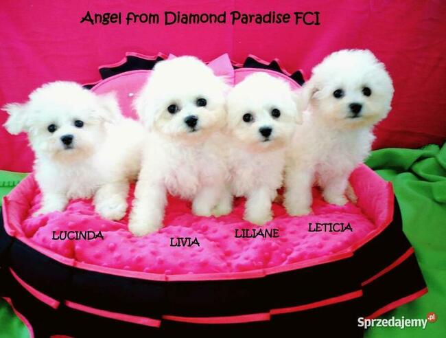 bichon frise szczenięta , hodowla FCI, ZKwP , z rodowodem