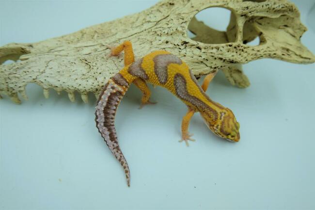 Gekon Lamparci Gekony jaszczurka Anolis Agama