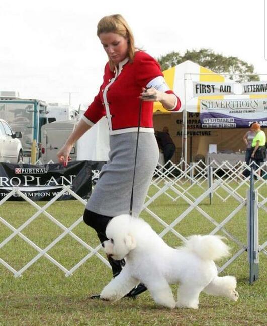 bichon frise szczenięta , hodowla FCI, ZKwP , z rodowodem