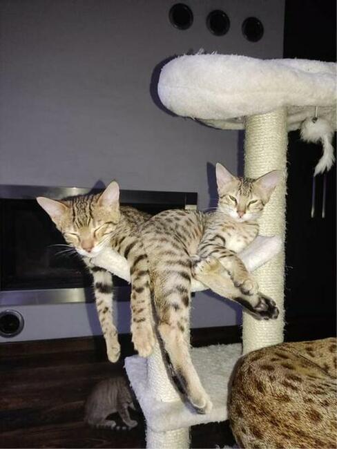 Savannah F4- czwarte pokolenie po serwalu- rzadka rasa