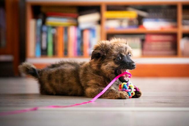 Dwa słodkie szczeniaczki do pokochania!