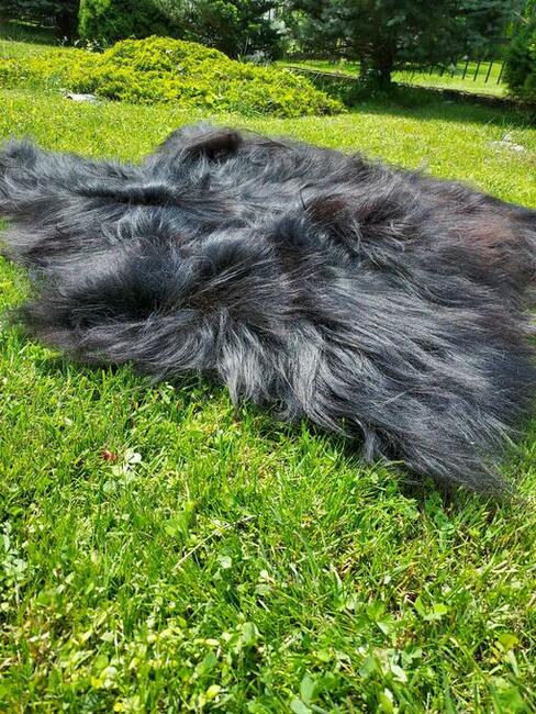 Dywanik z Owczej Wełny Czarne Skóry Naturalne Długi Włos