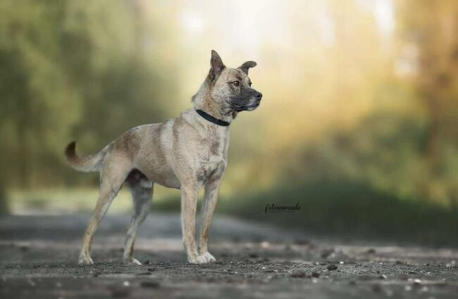 Pilne!! Banzaj opk 2/3 let. uroczy psiak szuka domu Fundacja