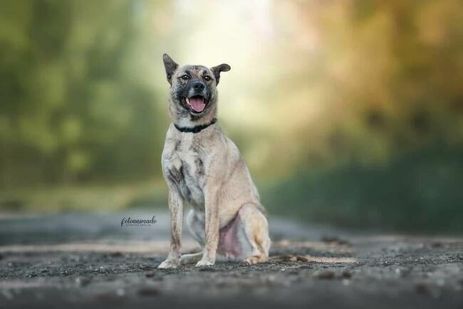 Pilne!! Banzaj opk 2/3 let. uroczy psiak szuka domu Fundacja