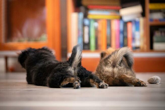 Dwa słodkie szczeniaczki do pokochania!