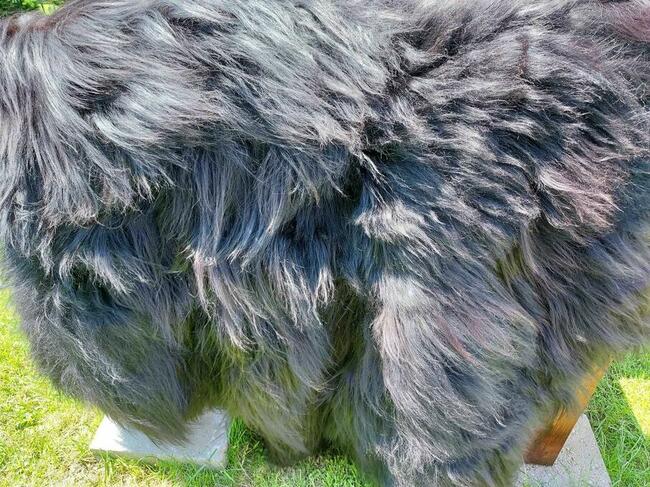 Dywanik z Owczej Wełny Czarne Skóry Naturalne Długi Włos