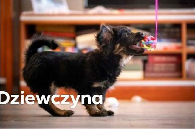 Dwa słodkie szczeniaczki do pokochania!