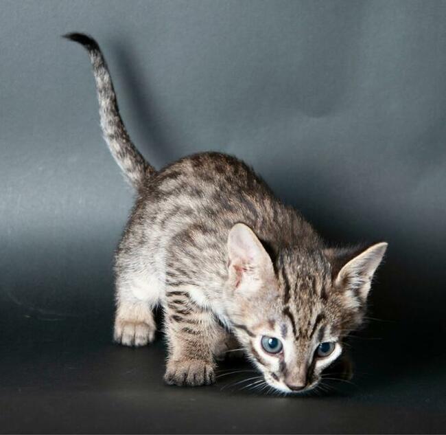 Savannah F4- czwarte pokolenie po serwalu- rzadka rasa