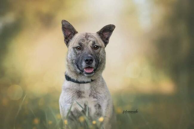Pilne!! Banzaj opk 2/3 let. uroczy psiak szuka domu Fundacja