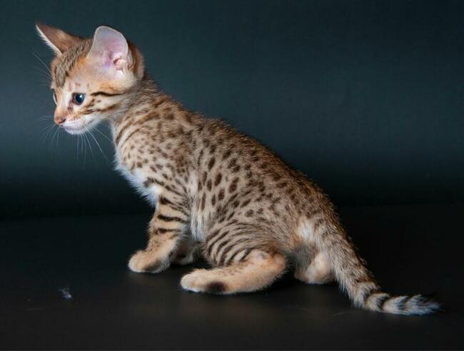 Savannah F4- czwarte pokolenie po serwalu- rzadka rasa