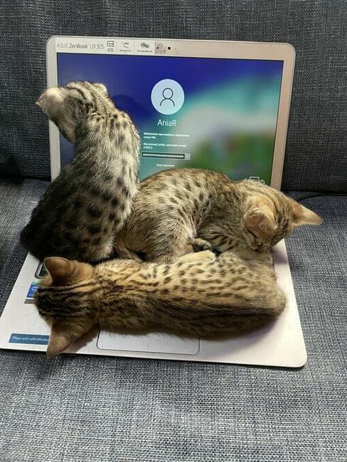 Savannah F4- czwarte pokolenie po serwalu- rzadka rasa