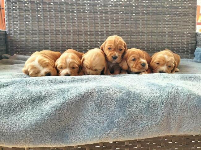 Szczeniaki Cocker spaniel angielski