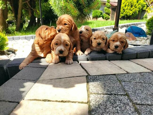 Szczeniaki Cocker spaniel angielski