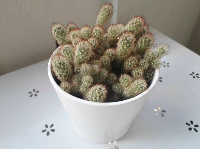 kaktus z doniczką ceramiczną