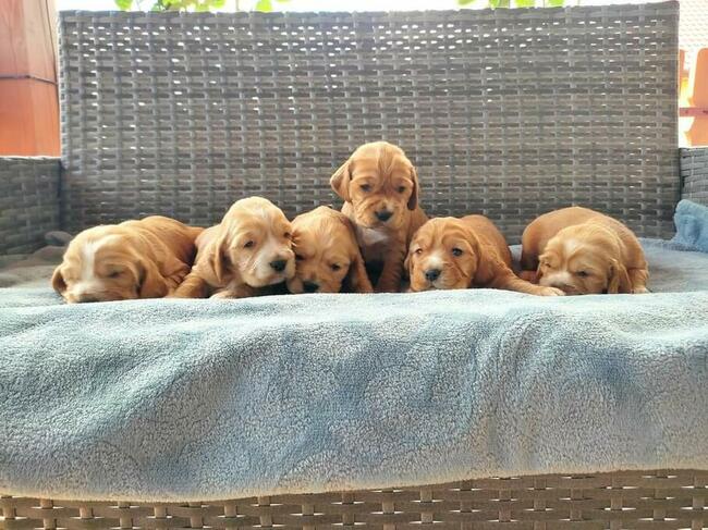 Szczeniaki Cocker spaniel angielski
